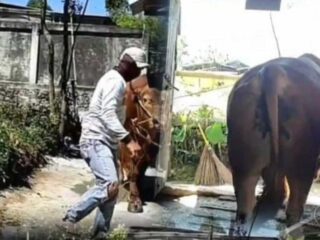 Presiden Prabowo Beri Sapi Kurban Raksasa untuk Masyarakat Kerinci