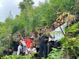 Polisi Temukan Ladang Ganja Siap Panen di Kayu Aro, Kerinci — 19 Batang Disita