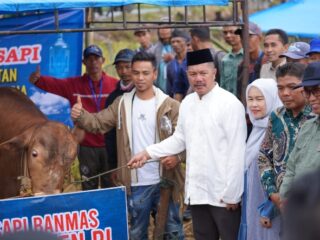 Presiden Prabowo Serahkan Sapi Kurban Seberat 926 Kg untuk Warga Kerinci, Bupati Monadi: Bukti Nyata Kepedulian Presiden
