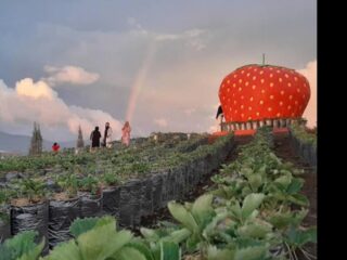 Wisata Alahan Panjang Solok: Dari Danau Ateh hingga Glamping Mewah Lakesid
